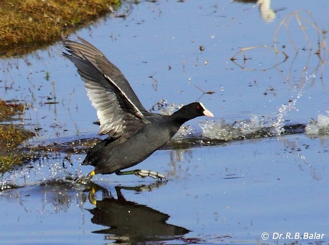 Eurasian Coot - Dr. Raghavji Balar