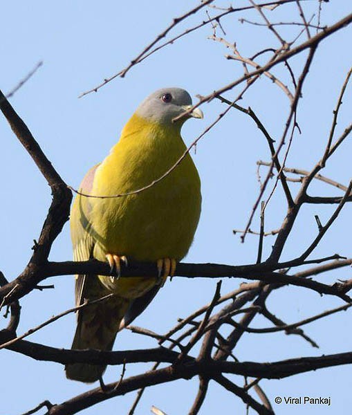 Yellow-footed Green-Pigeon - ML378420001