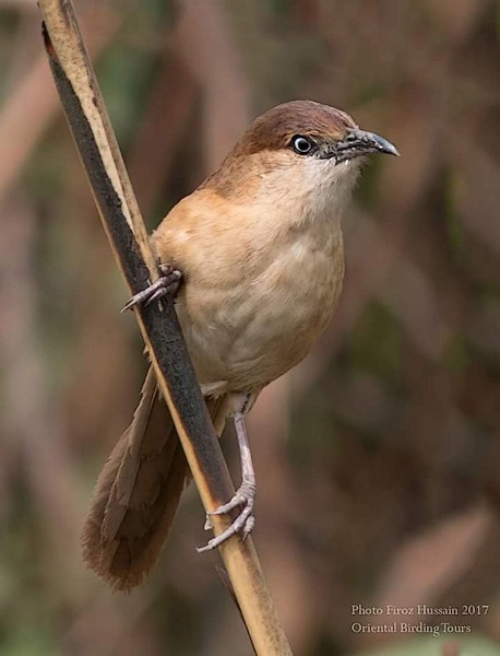 Slender-billed Babbler - ML378420351