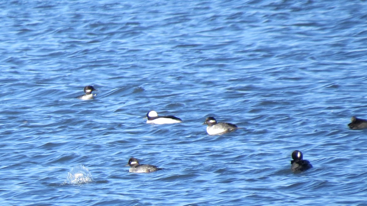 Bufflehead - Sheila Skay