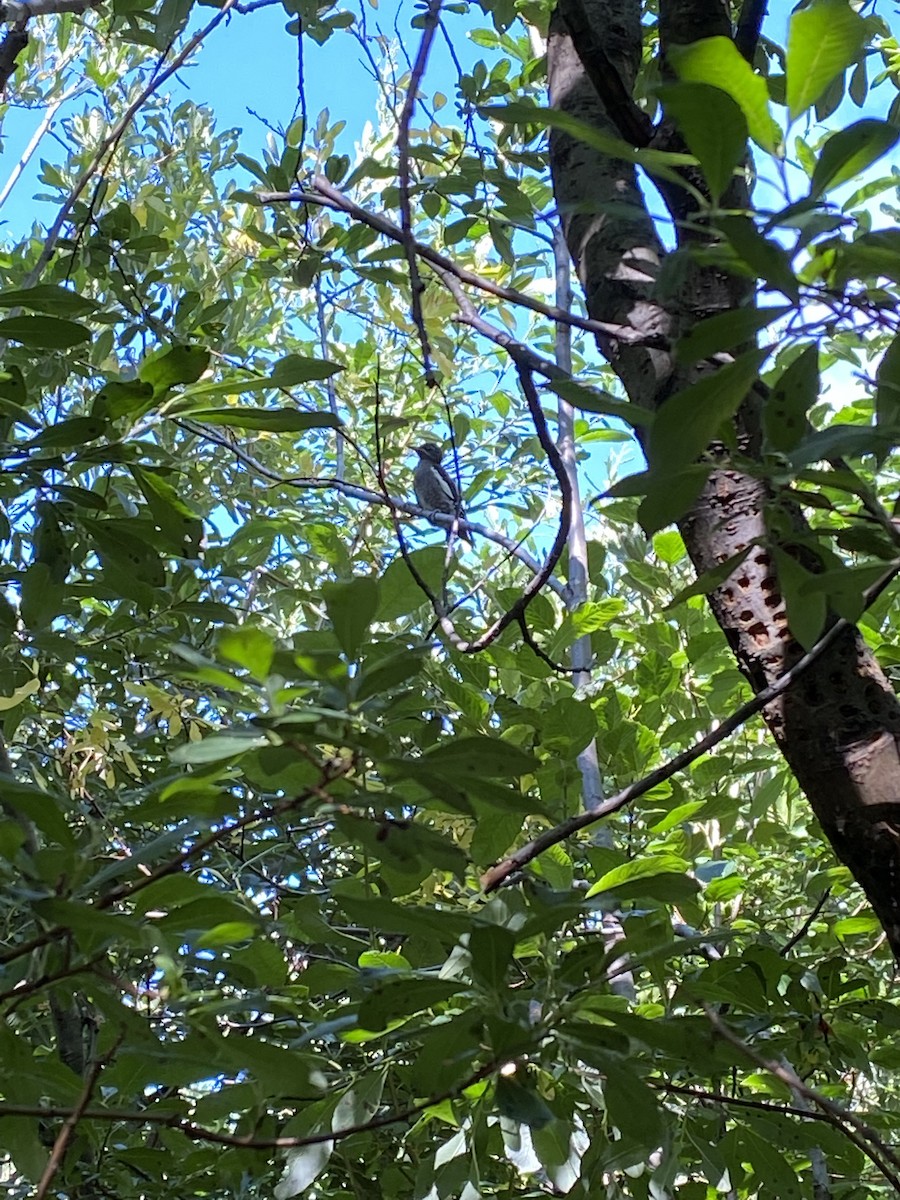 Red-naped Sapsucker - ML378421431