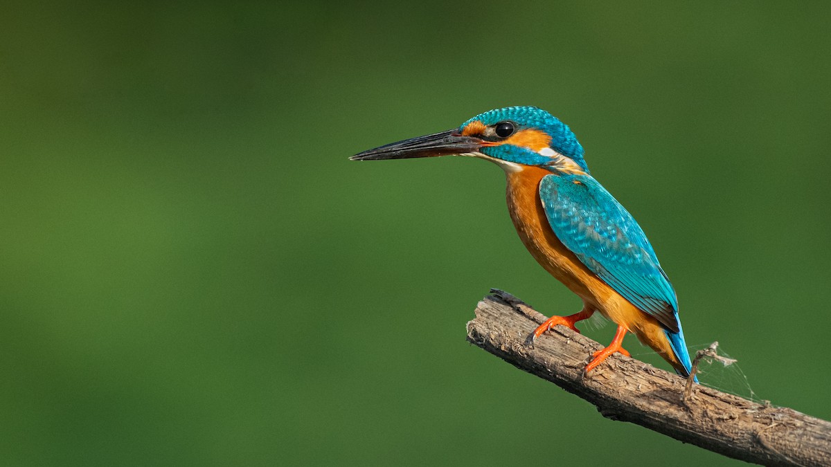 Common Kingfisher - Sharang Satish