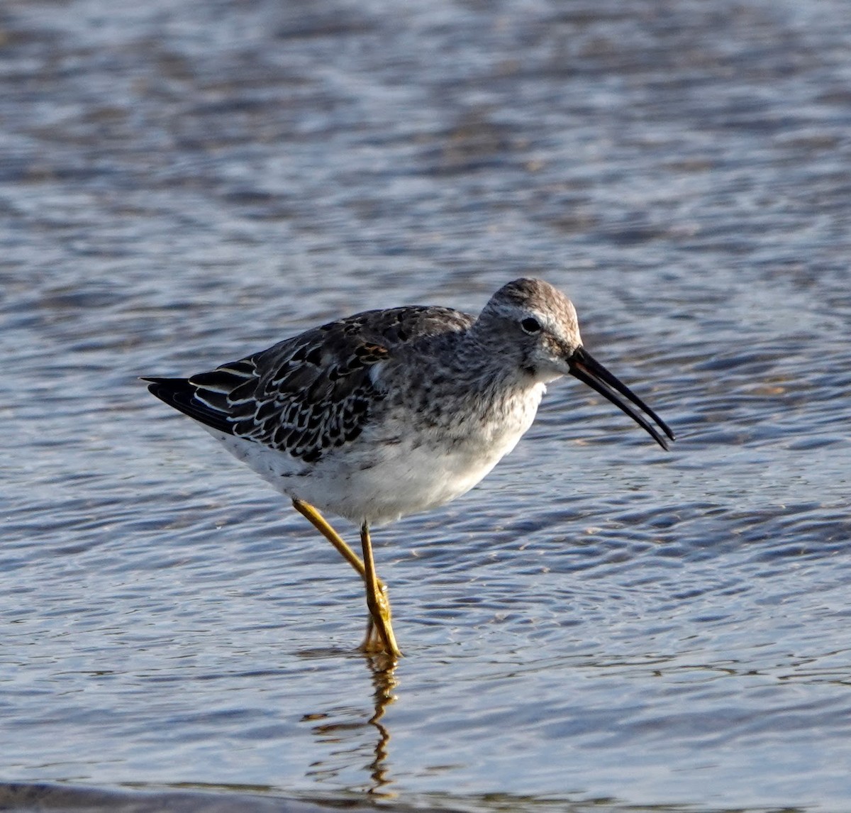 Stilt Sandpiper - Clem Nilan