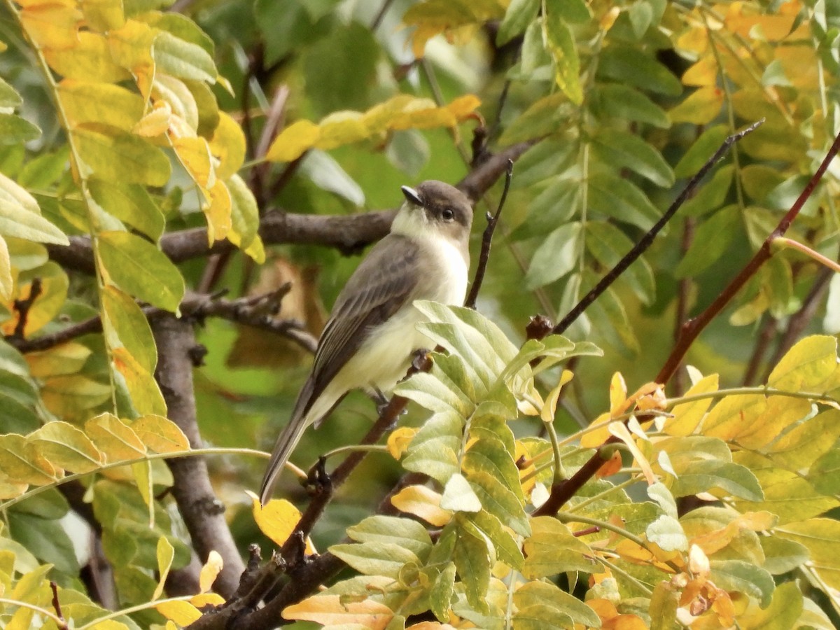 Eastern Phoebe - ML378424511