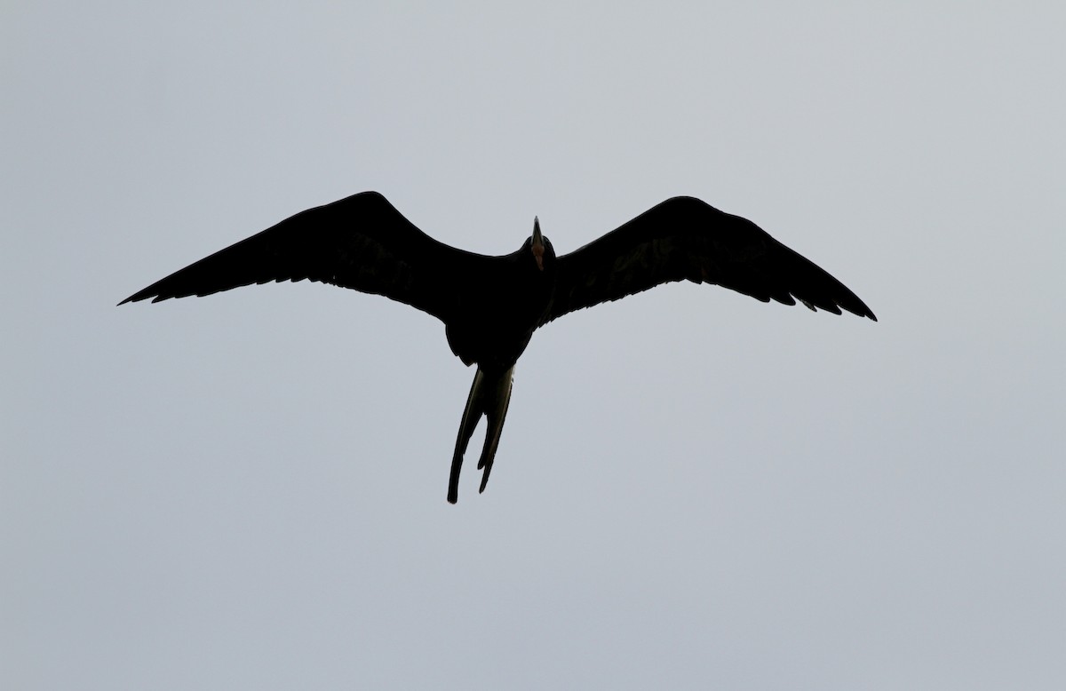 Magnificent Frigatebird - Jay McGowan