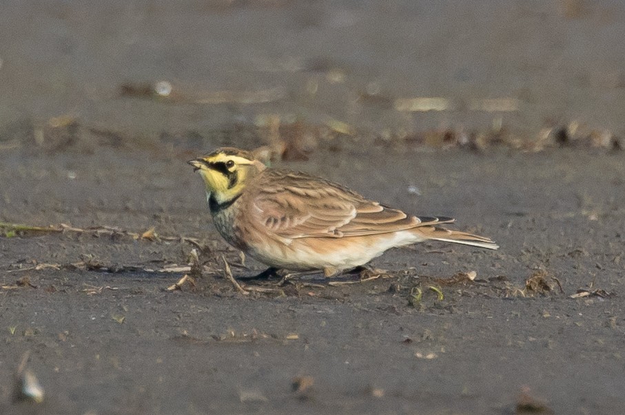 Horned Lark - ML378425871