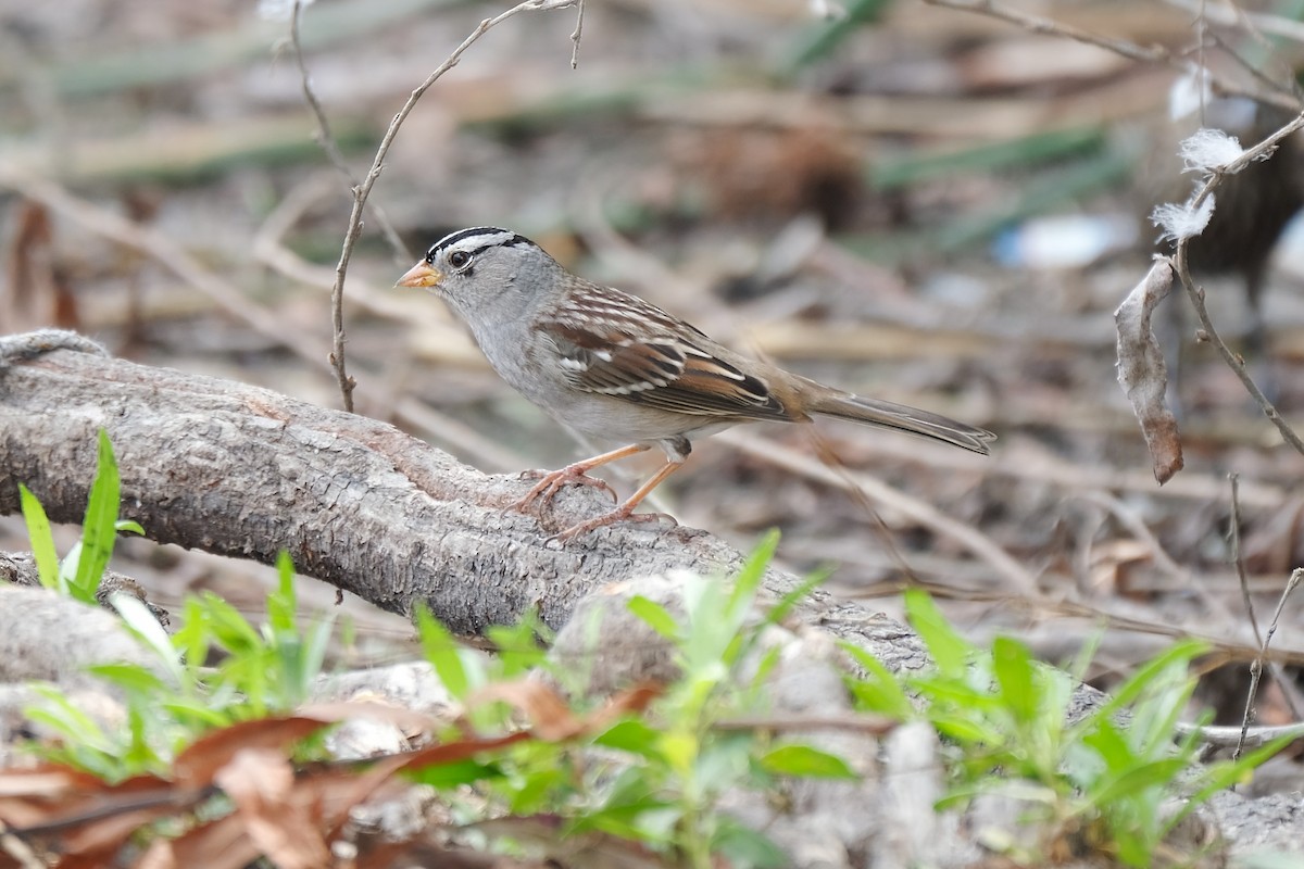 White-crowned Sparrow - ML378425921