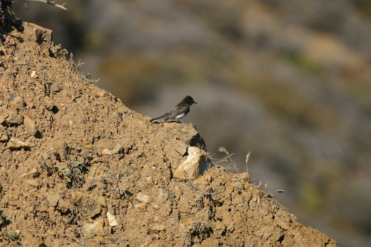 Black Phoebe - ML378426751