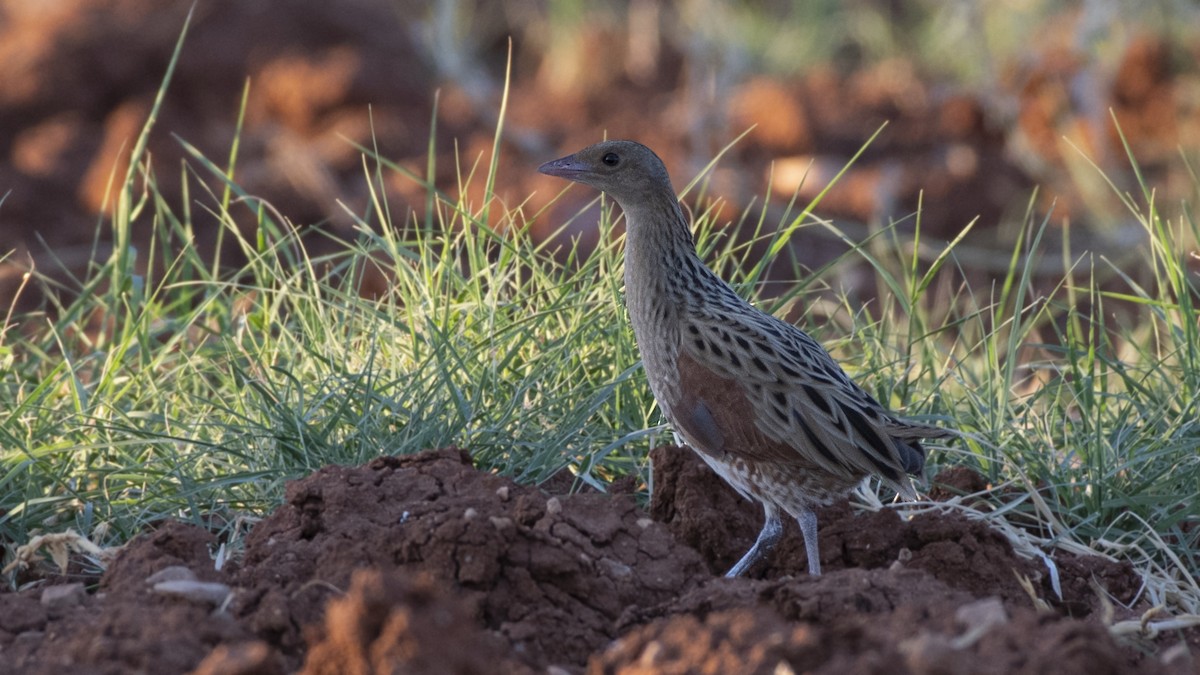 Corn Crake - ML378427761