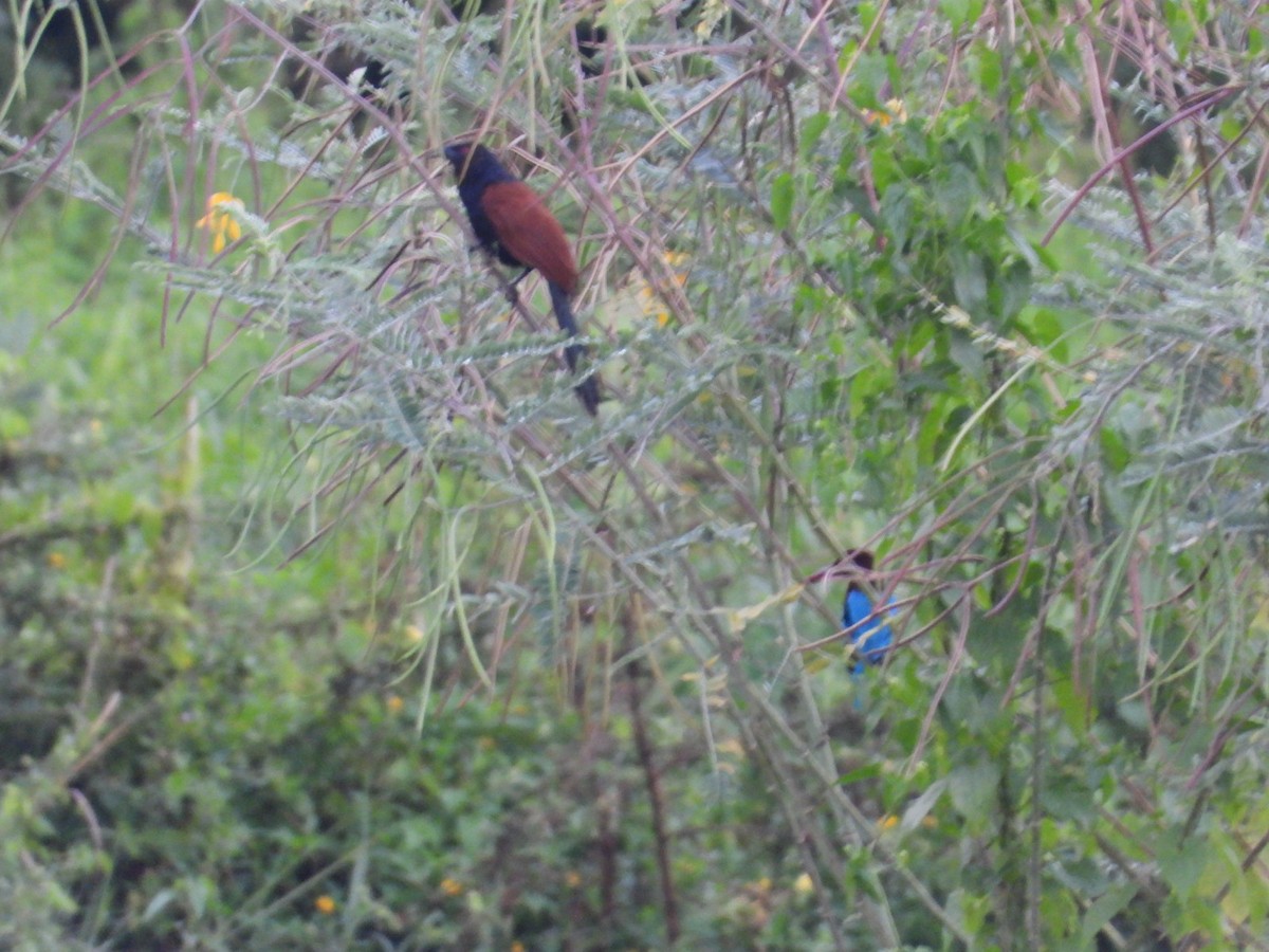 coucal sp. - namassivayan lakshmanan