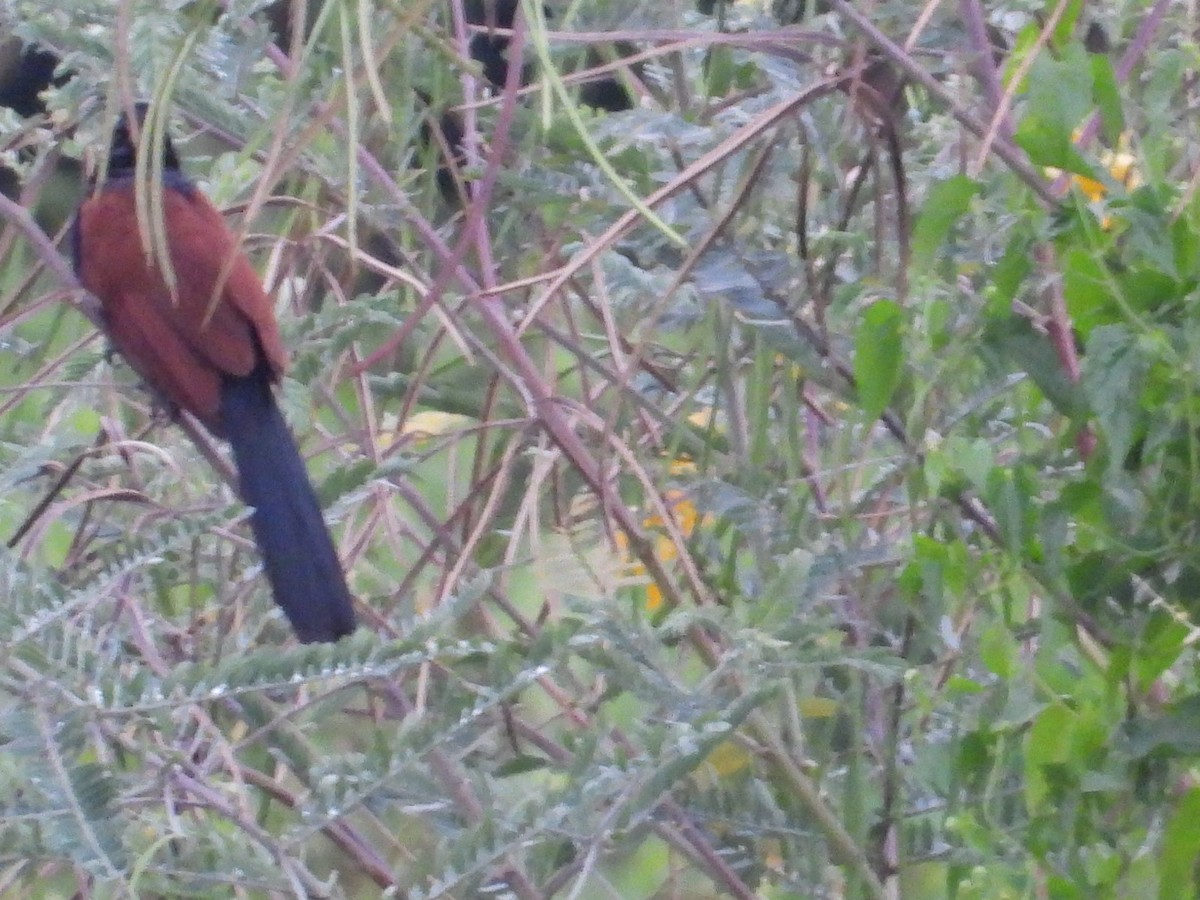 coucal sp. - namassivayan lakshmanan