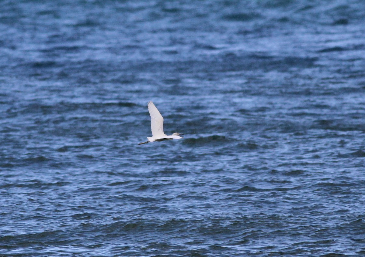 Little Blue Heron - ML37842921