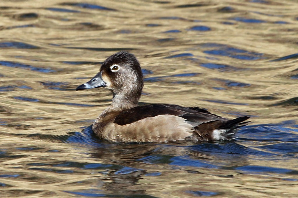 Ring-necked Duck - Dick Dionne