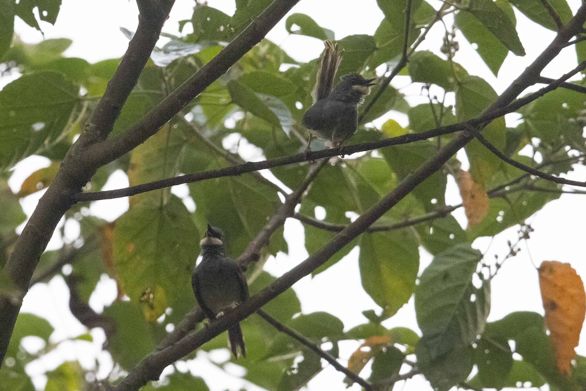 Prinia Gorjiblanca - ML378430521