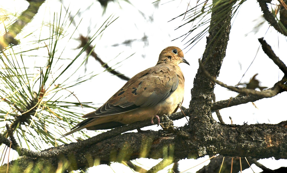 Eurasian Collared-Dove - ML378431021