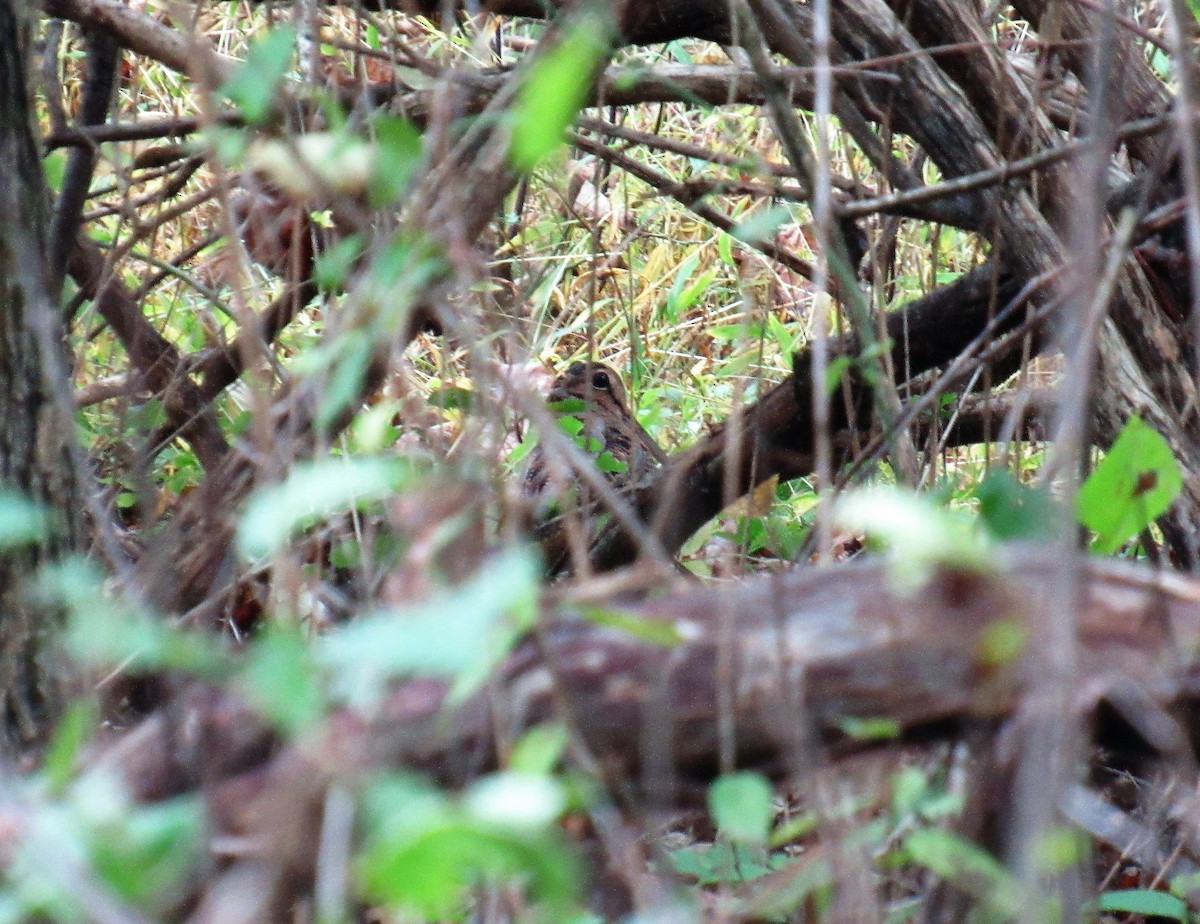 American Woodcock - ML378433251