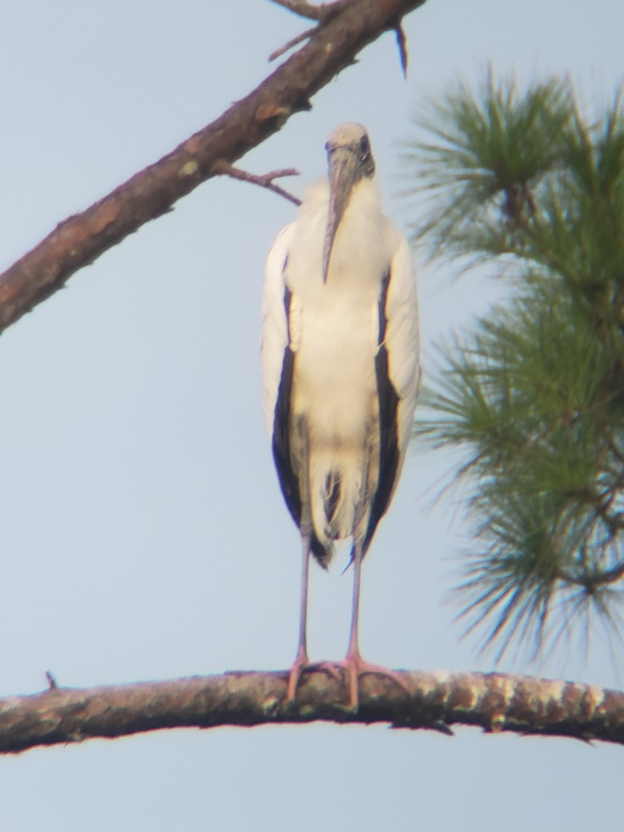 Wood Stork - ML378434491