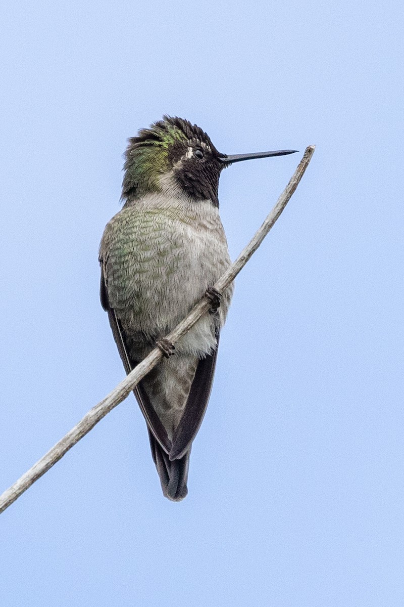 Anna's Hummingbird - Alan Knowles