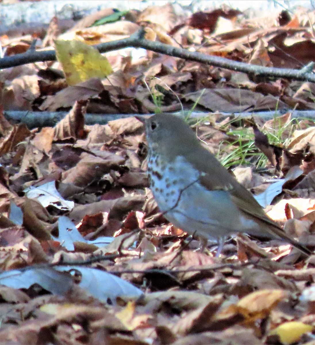 Hermit Thrush - ML378435801