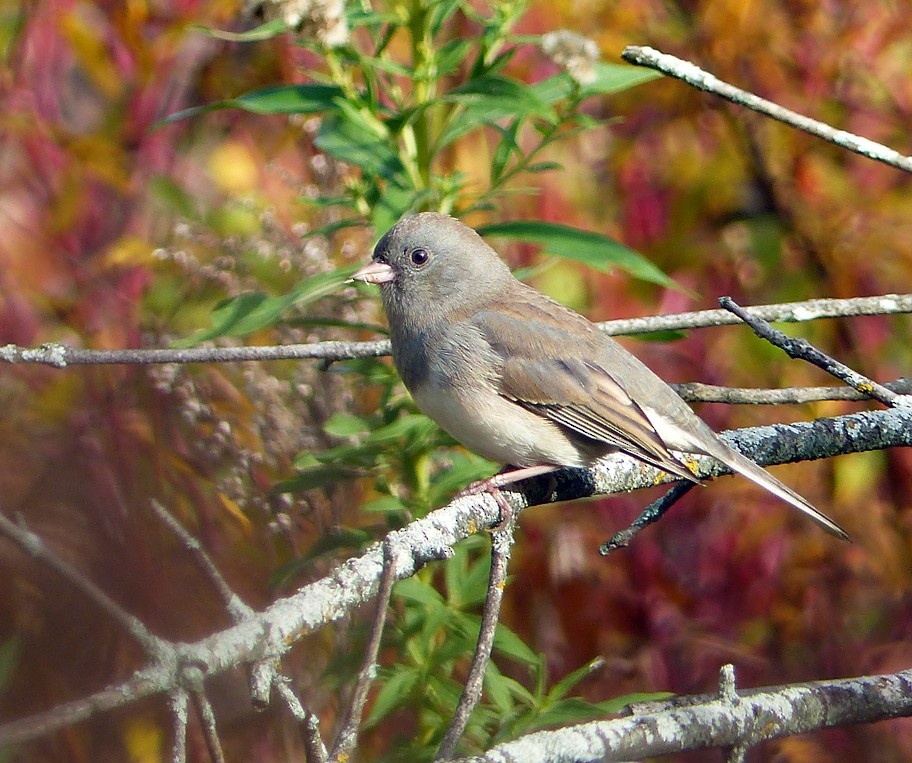 Dark-eyed Junco - ML378435911