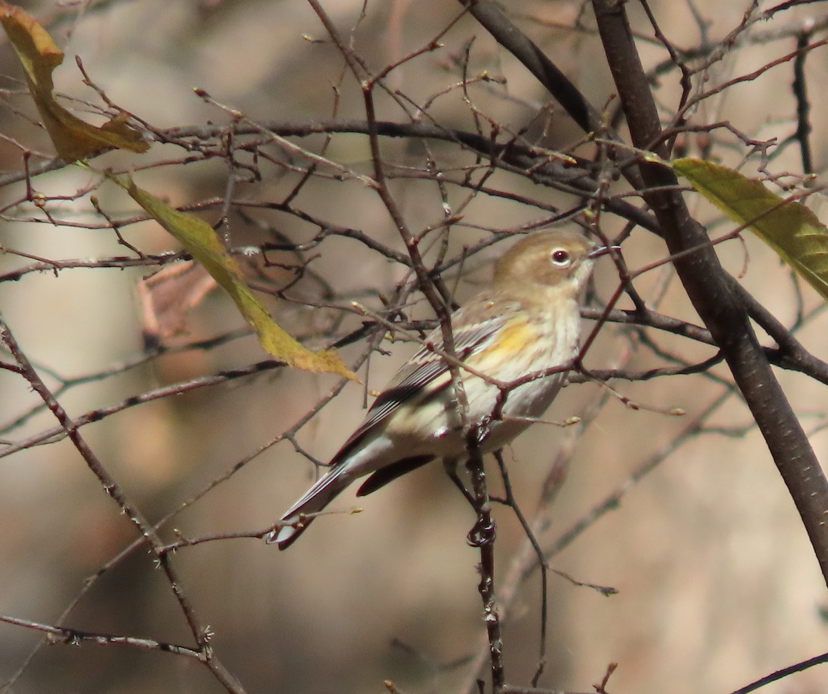 Yellow-rumped Warbler - ML378436061