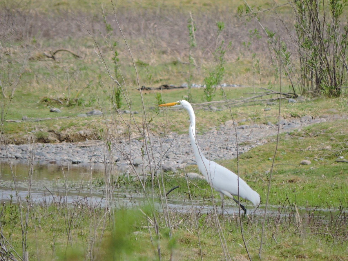 Great Egret - Mónica  Cobelli