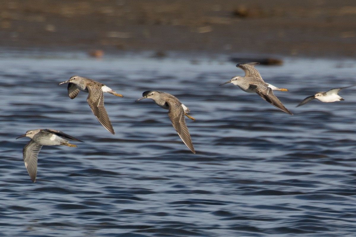 Stilt Sandpiper - Ian Burgess