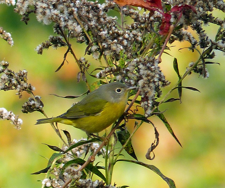 Nashville Warbler - ML378437001