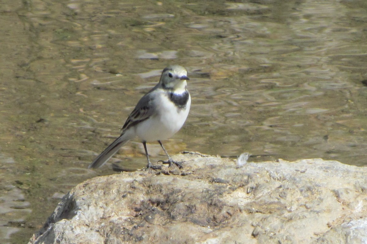 White Wagtail - ML378437601