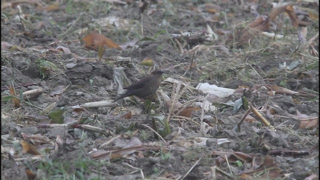 Rusty Blackbird - ML378437641