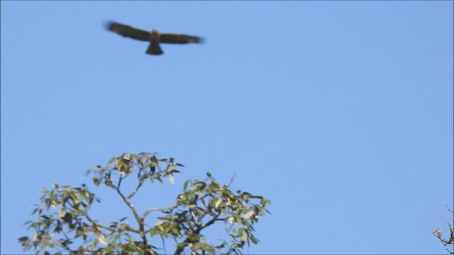 Águila Montañesa - ML378437791