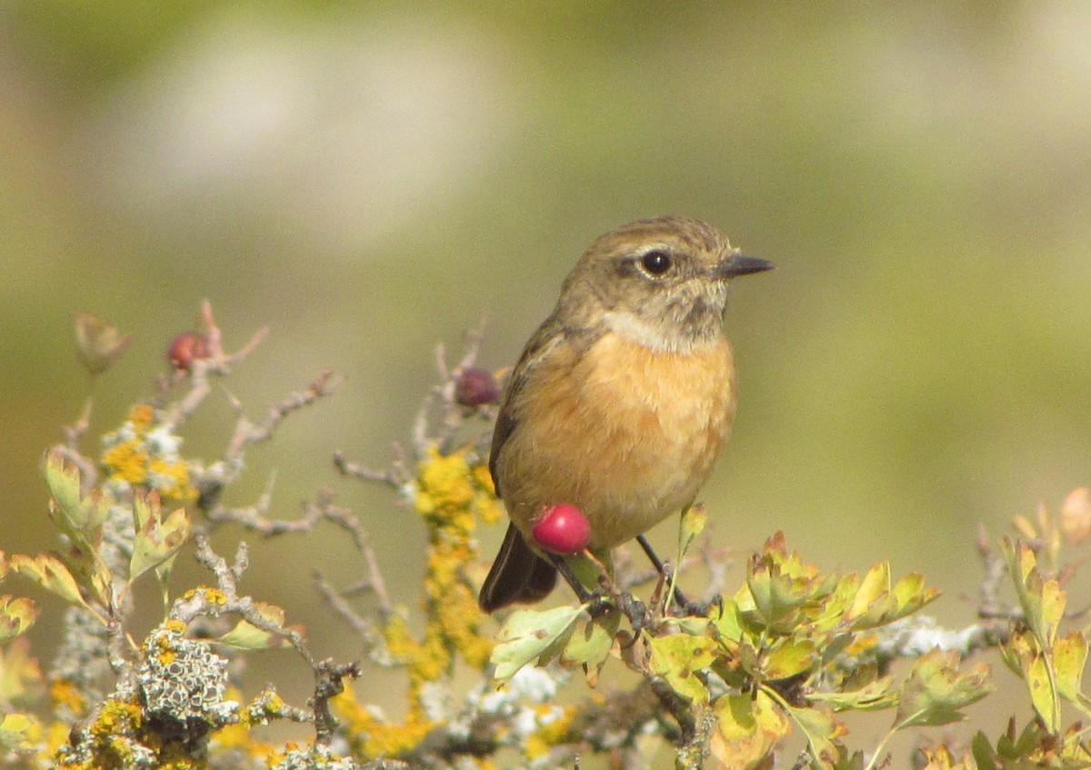 European Stonechat - ML378438071