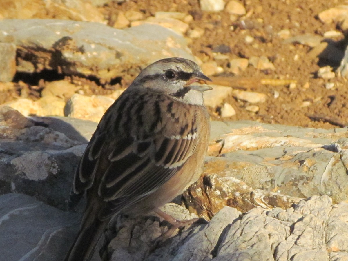 Rock Bunting - ML378438381