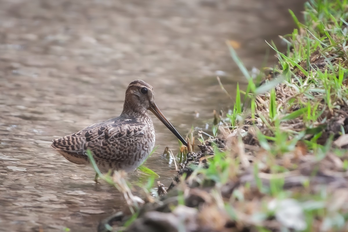 Pin-tailed Snipe - ML378438871