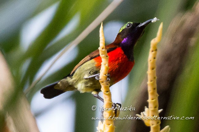 Purple-throated Sunbird (Purple-throated) - ML378439361