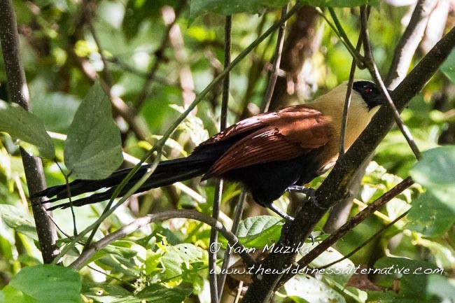 Black-faced Coucal - ML378439411