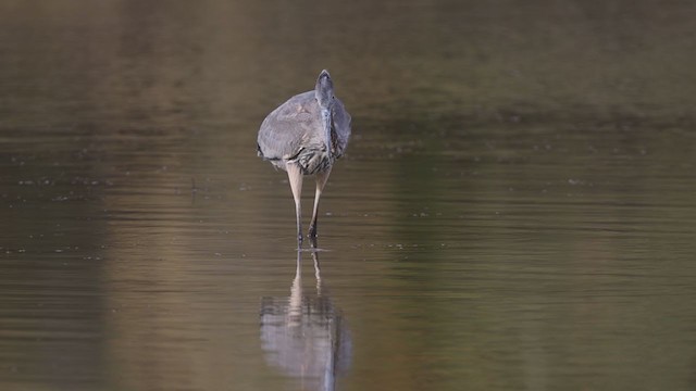 Great Blue Heron - ML378440441