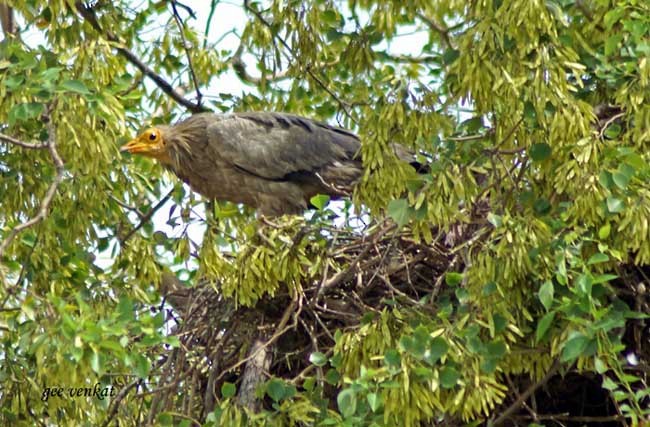 Egyptian Vulture - ML378441271