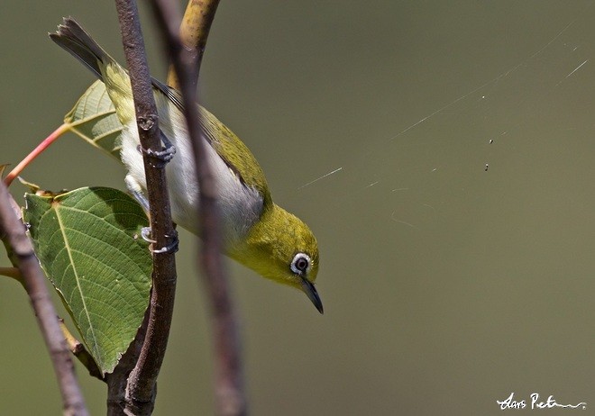 Lowland White-eye - Lars Petersson | My World of Bird Photography