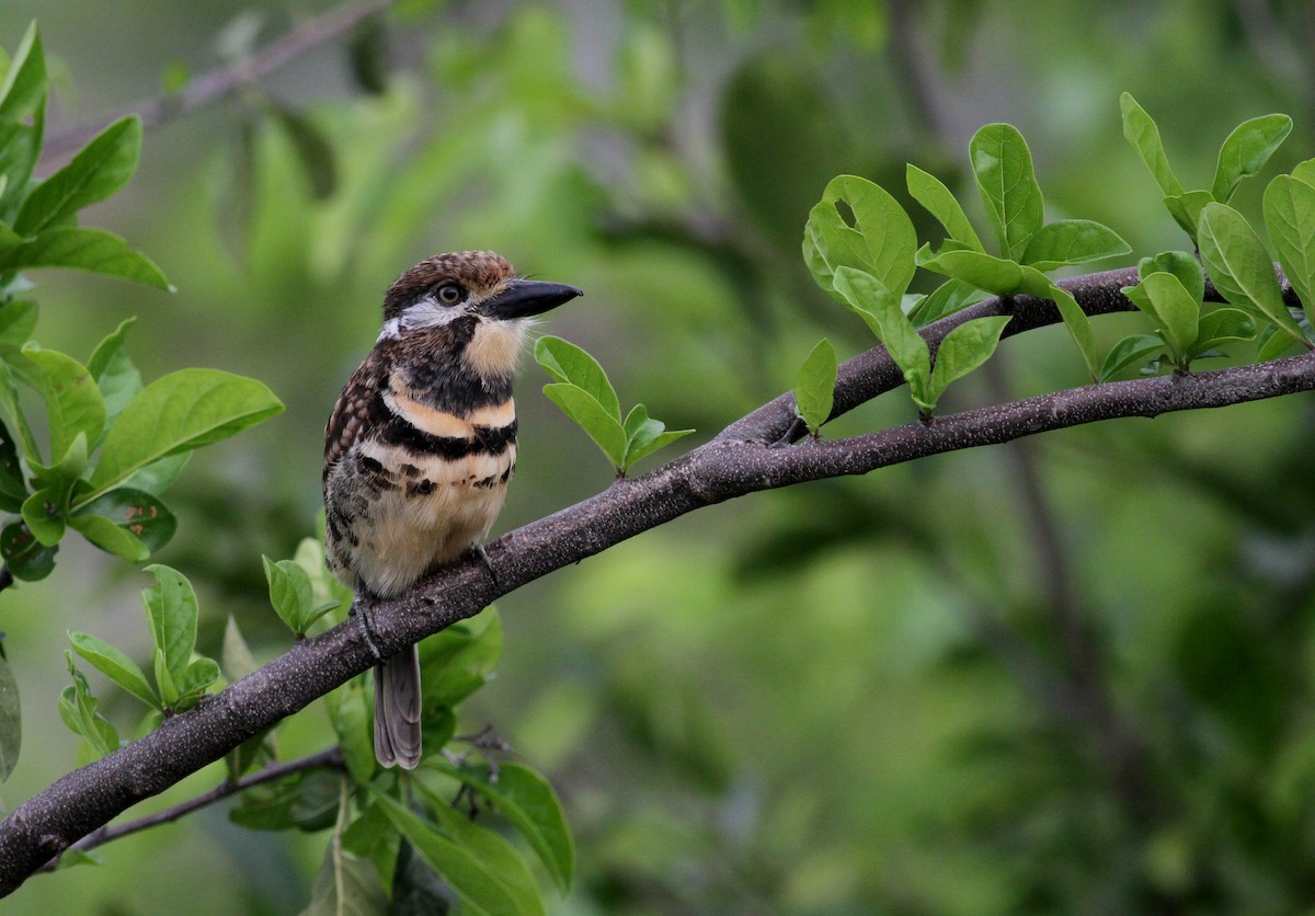 Two-banded Puffbird - Jay McGowan