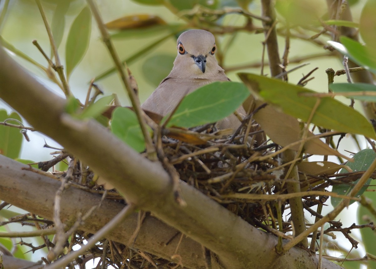 White-tipped Dove - ML378442291