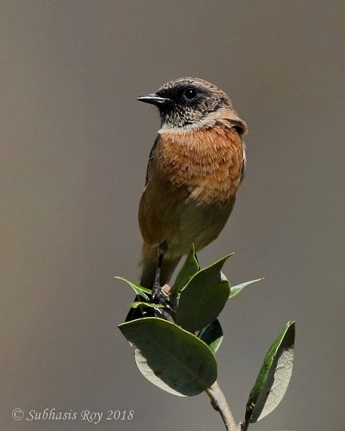 Siberian Stonechat - ML378442371