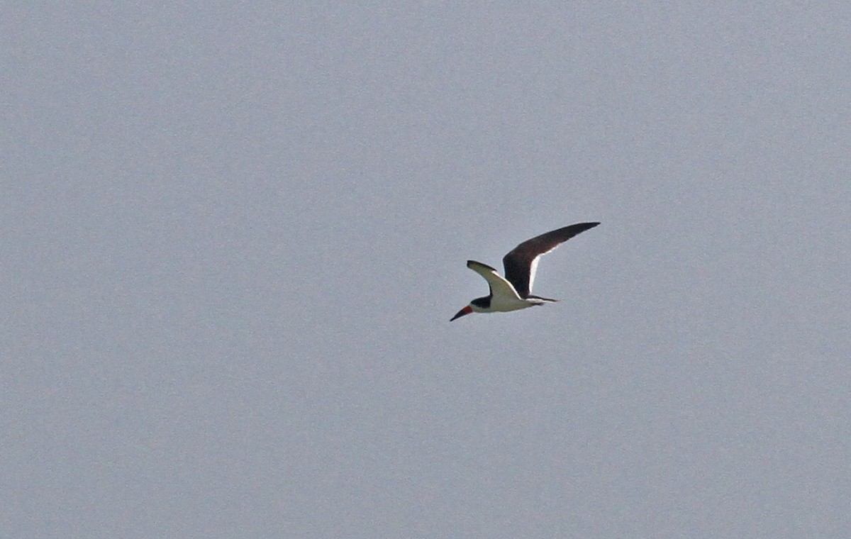 Black Skimmer - Ryan Schain