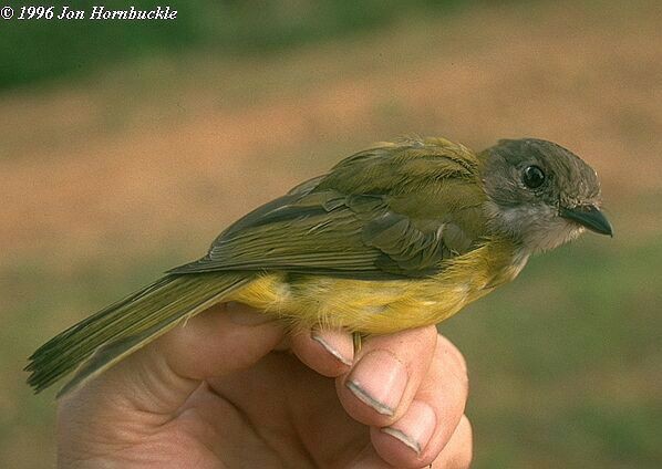 Yellow-bellied Whistler - ML378442521