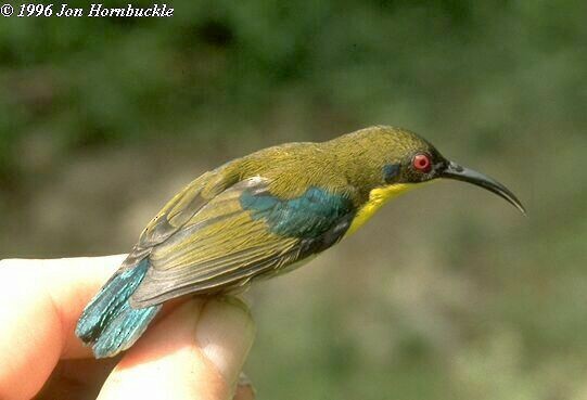 Metallic-winged Sunbird (Southern) - ML378442531