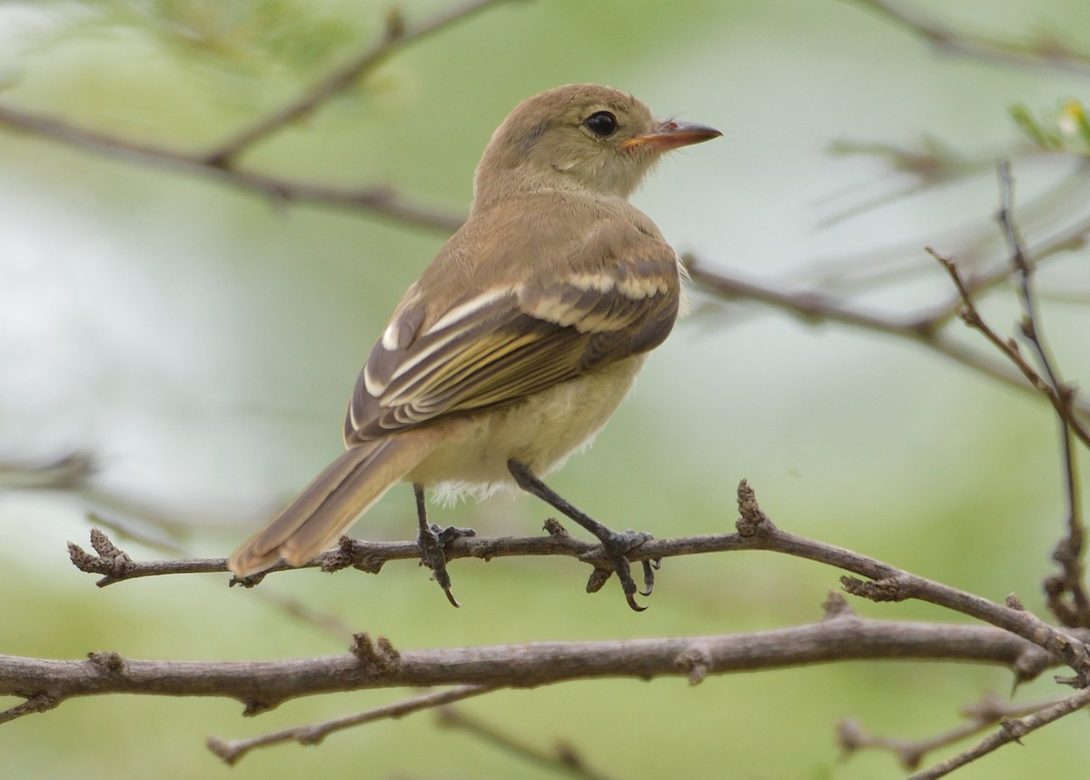 Caribbean Elaenia - Michiel Oversteegen