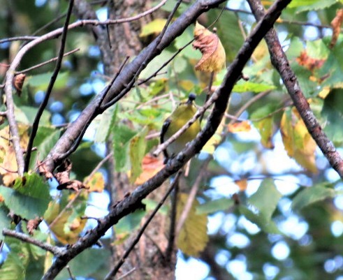 Yellow-throated Vireo - ML378443241