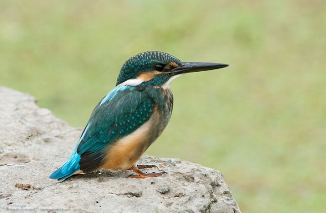 Common Kingfisher - Rajneesh Suvarna