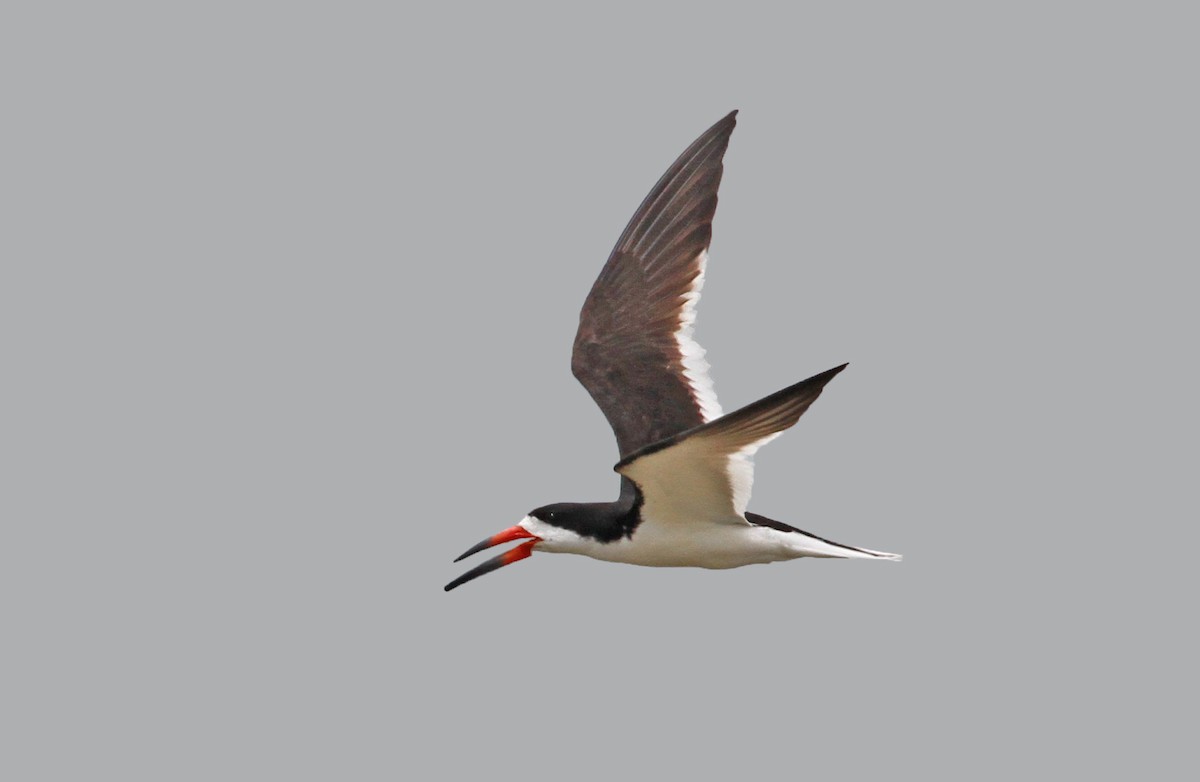 Black Skimmer - Ryan Schain