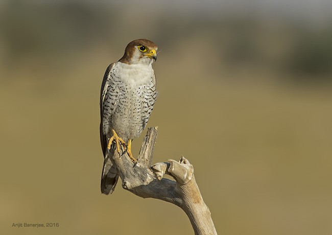 Red-necked Falcon (Asian) - ML378443841